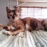 熊本地震被災猫の三毛ルージュちゃん サムネイル2