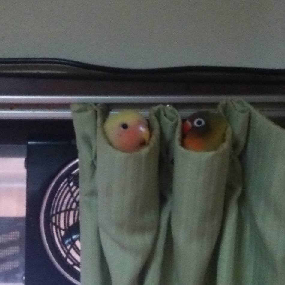 寺澤勇一のカバー写真