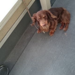 可愛がってくれる里親さん募集！