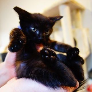 【募集一時停止中!】★生後２か月あげお３号★