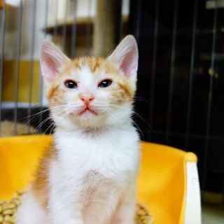 ★生後２か月２匹一緒に！茶々丸３号★