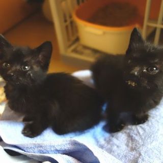 【募集一時停止中!】★生後一か月黒猫あ~ちゃん★
