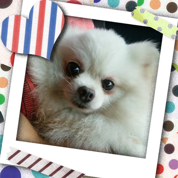 「非営利動物保護団体ととの...」(非営利動物保護団体ととのんのイベント #1197)