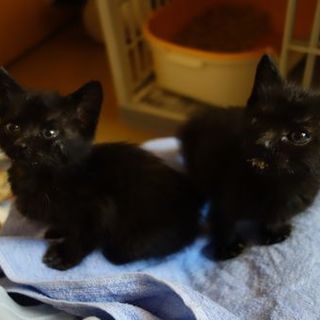 【募集一時停止中!】★生後一か月黒猫ち~ちゃん★