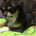 ロングコートチワワ