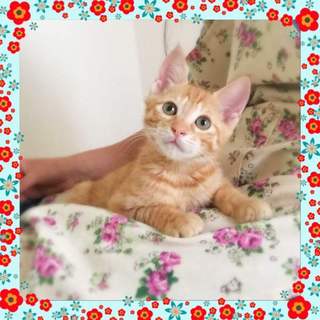 茶トラ男の子　先住猫がいても大丈夫です