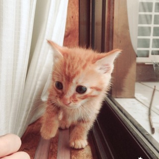 かまってチャンなエメ