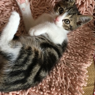 アメショー柄、キジトラ男の子