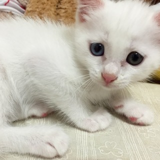 可愛い白猫くん里親募集中！