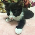 生後約2ヶ月の白黒ちゃん