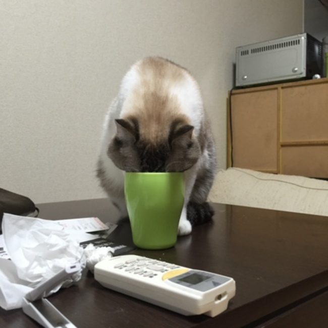 ゆっこまんのカバー写真