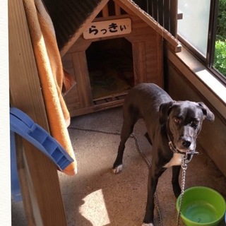 急募！優しくて元気な犬です！