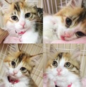 三毛長毛 ココ♀