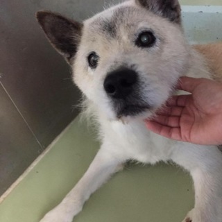 人慣れした穏やかな子です。