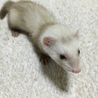 里親さん募集してます！