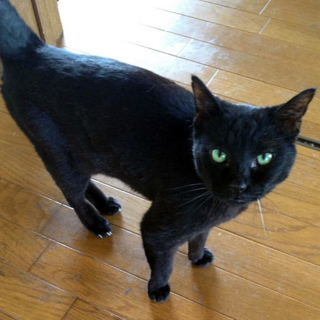 クロ子14歳。飼い主病気の為、家族を探しています