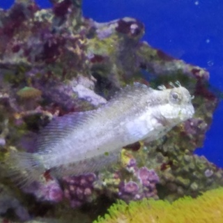 ヤエヤマギンポの里親探しています。