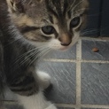 目がクリクリ引っ込み思案な子猫ちゃん