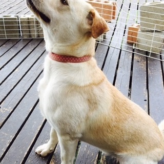 ラブラドールMix フレ」神奈川県 - 犬の里親募集(112992
