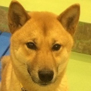 里親決定！天真爛漫★子犬？若くて無邪気な僕★柴系