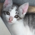 目がクリクリ、人懐こい子猫ちゃん