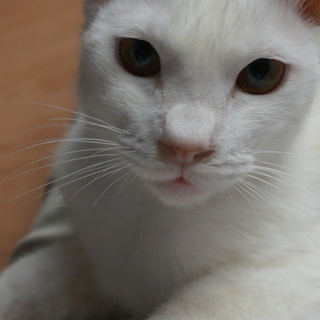 置き去りの甘えん坊しろちゃん