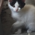 山型かんむり、子猫ちゃん