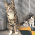 親子猫3匹、一緒に暮らせるおうち探しています