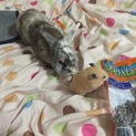 とにかく可愛いです！