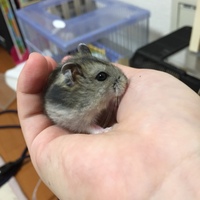 しょうゆ
