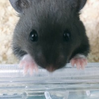 竹蔵