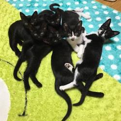 【宇都宮会場・毎月第３日曜開催！】～みぶ里親会主催犬猫譲渡会～ サムネイル2