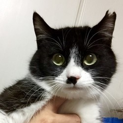 【壬生町・毎週日曜開催！】～みぶ里親会主催犬猫譲渡会～定例会場 サムネイル2