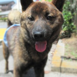 【壬生町・毎週日曜開催！】～みぶ里親会主催犬猫譲渡会～定例会場 サムネイル3