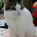 4歳くらい♀小梅です。