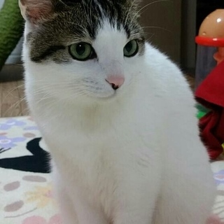 4歳くらい♀小梅です。