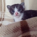 かわいい子猫！