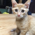 素敵な飼い主さんに恵まれました！