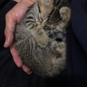 甘えん坊の子猫です。