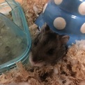 ハムスター