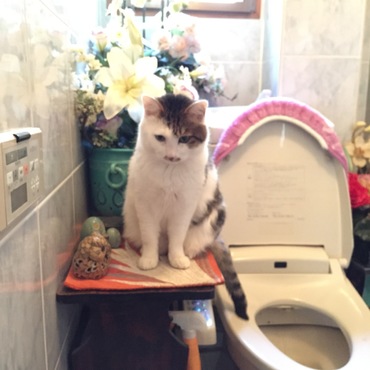 寧々ちゃん、トイレ好きみたい〜