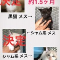 里親決定しました