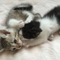 2匹の子猫！ぶち、きじ