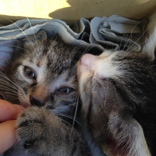保護子猫  大人しいです。右側   交渉中