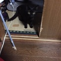 黒猫ちゃん！
