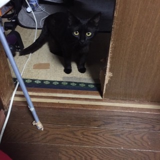 黒猫ちゃん！