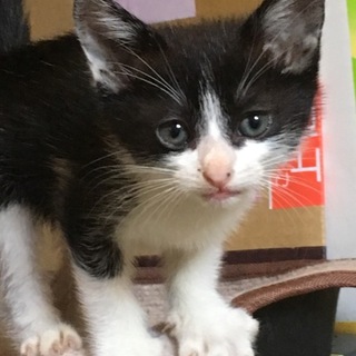 拾ってしまった友達の代理募集