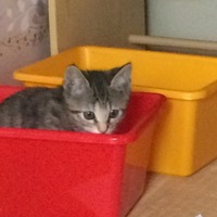 ふう