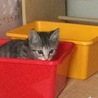 ふう