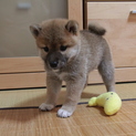 里親決定しました。柴子犬　女の子です